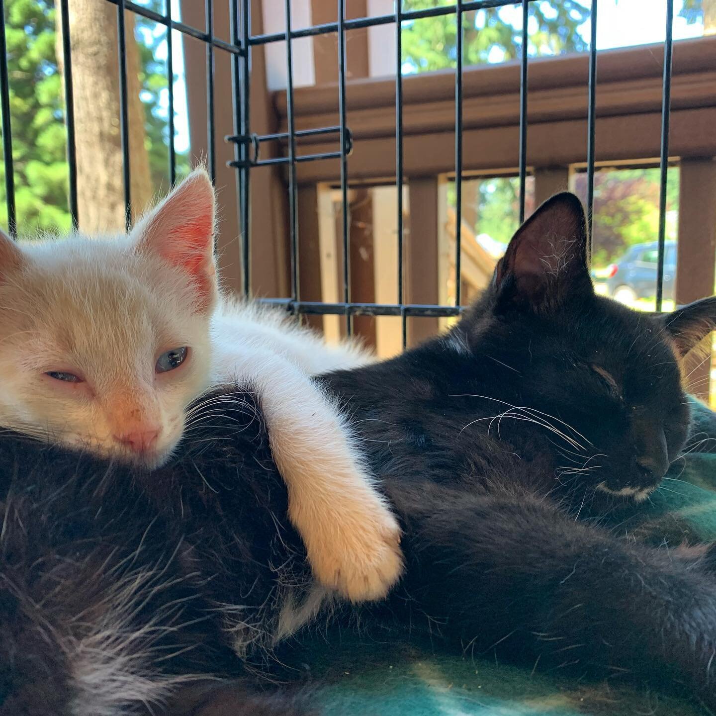 Good morning from Lenny and Squiggy(Squiggy is giving you the side eye 😒 in this pic)&hellip;
They were found abandoned in front of a house ( tenants were reportedly evicted and left a lot more on the property than kittens)in South Eugene on Monday.