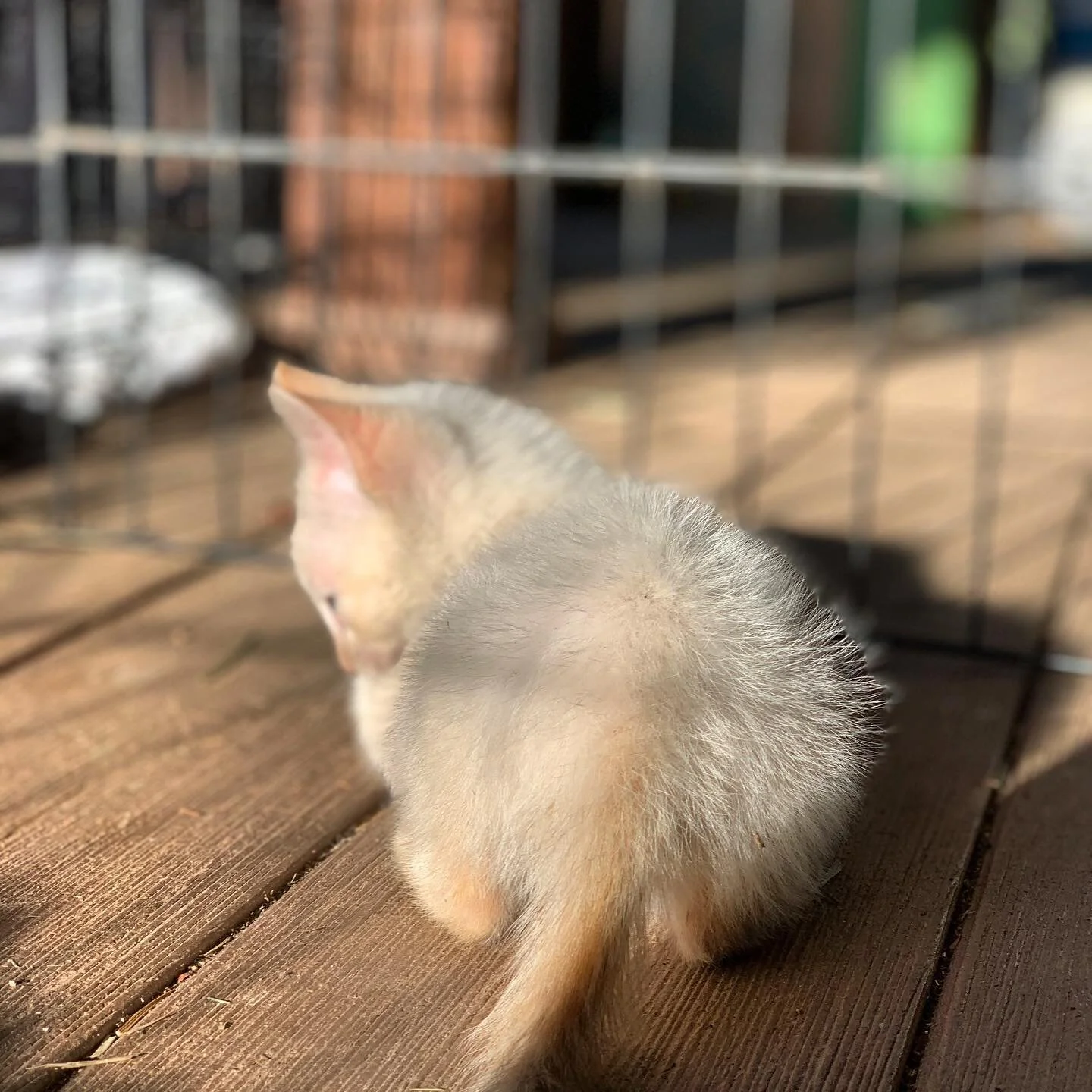 Sometimes my heart breaks when I think about how broken our systems are.. 💔 
 The laws in effect don’t protect animals and honor their well being. 
Yesterday I had to return Lenny to his “home”- the clutter-filled property where h