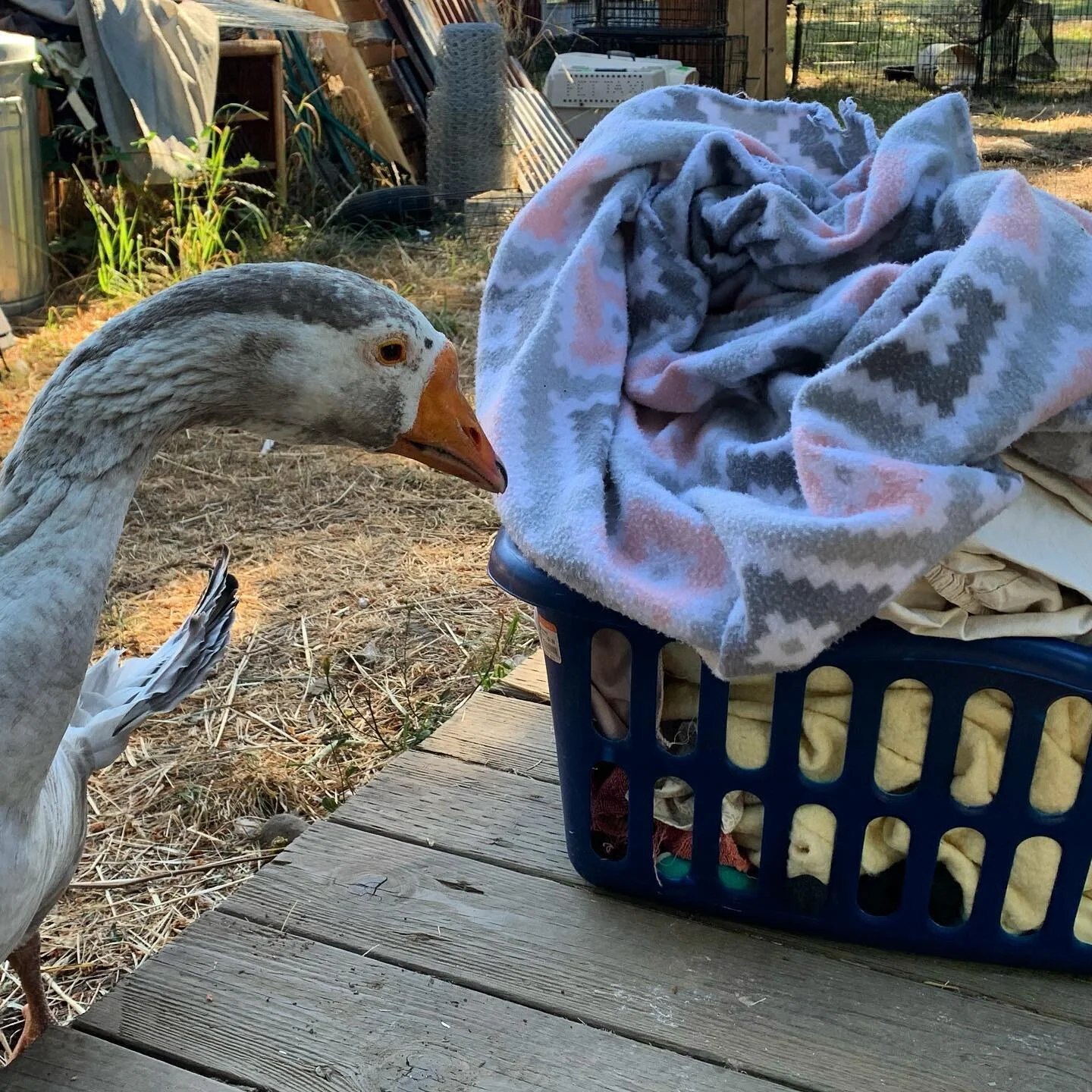 Told Tony he needed to contribute and help with the laundry today. What do you think his response was???