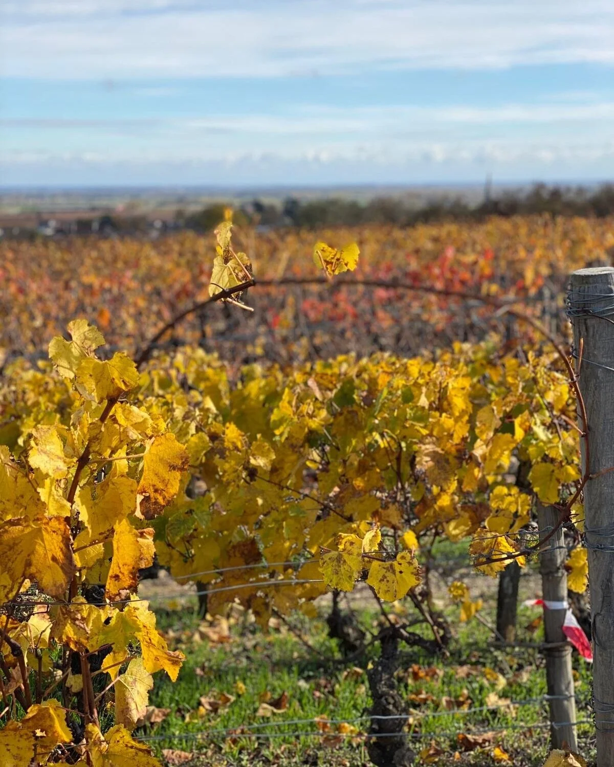 Vineyard
