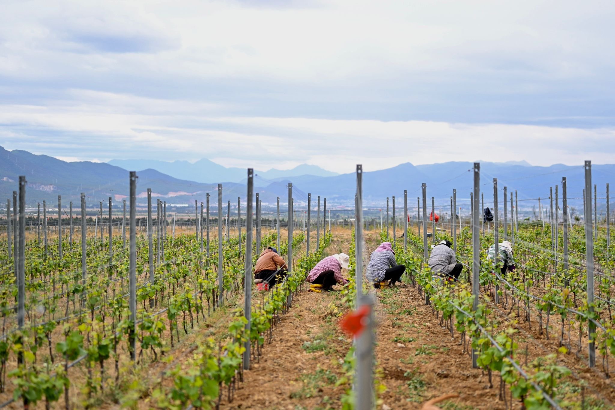 Alex_Xu_Miaolu_winery_1.jpeg