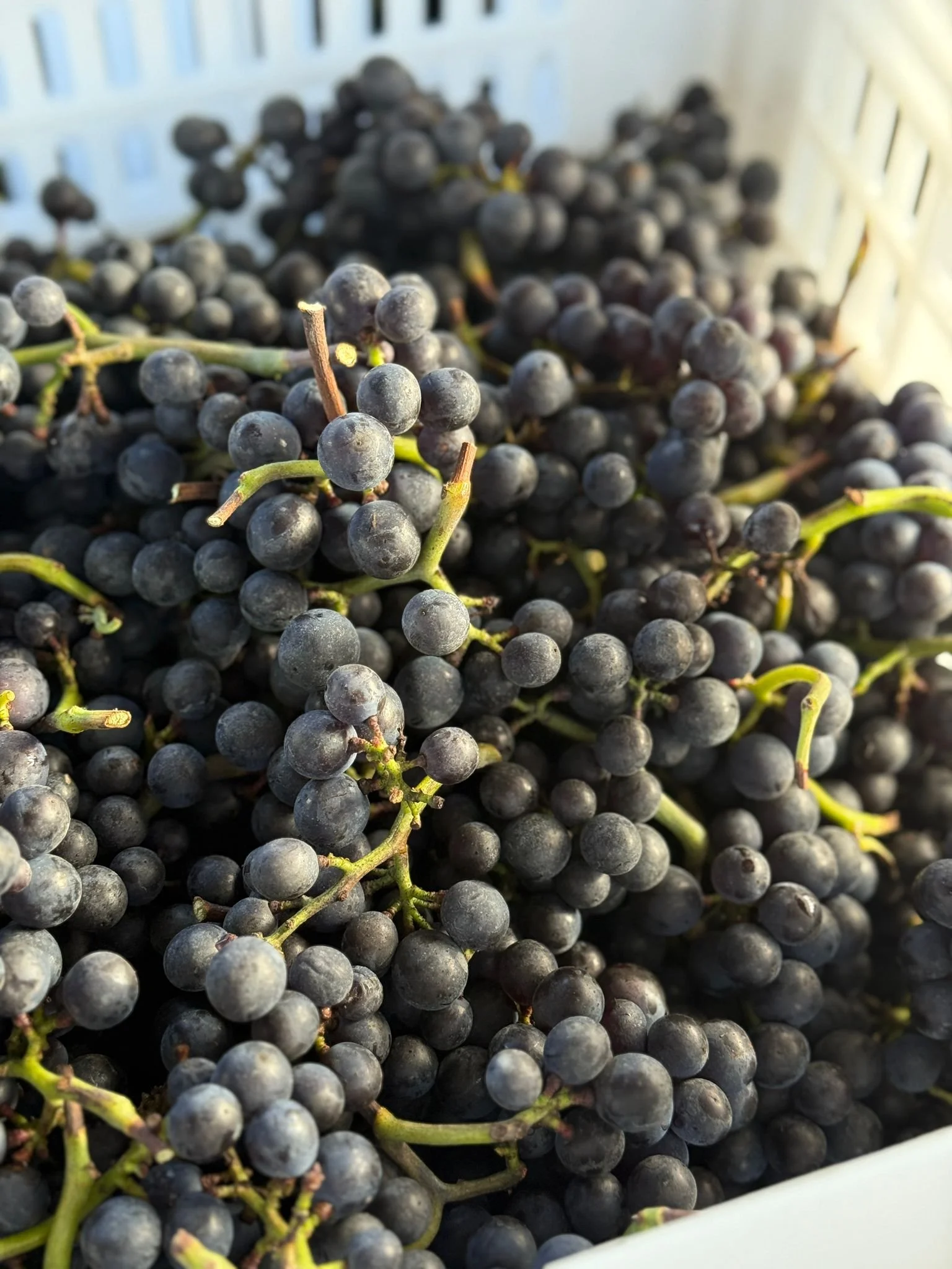 Miaolu_Alex_Xu_grapes_Pinot_noir.jpeg