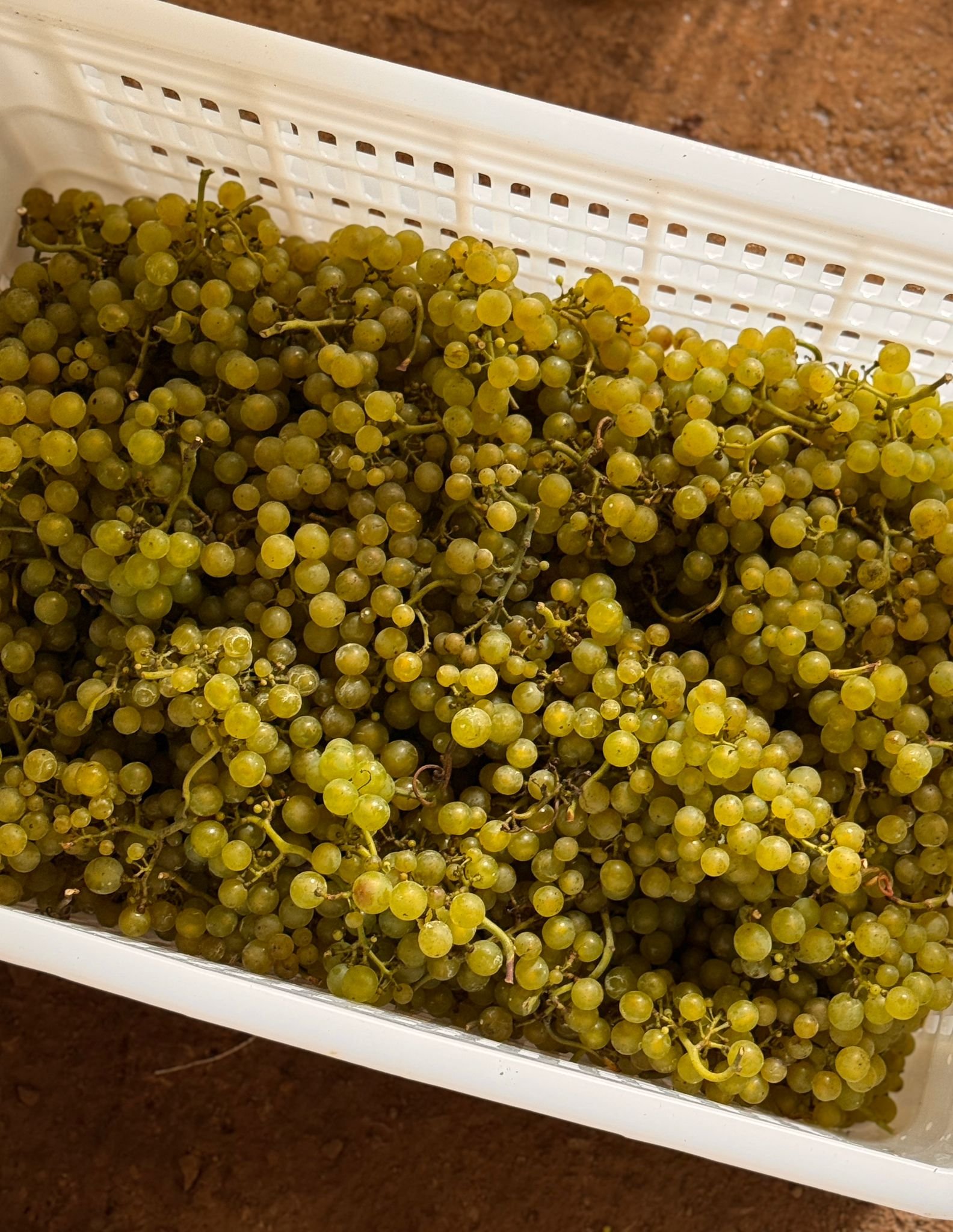 Miaolu_Alex_Xu_grapes_Chardonnay.jpeg