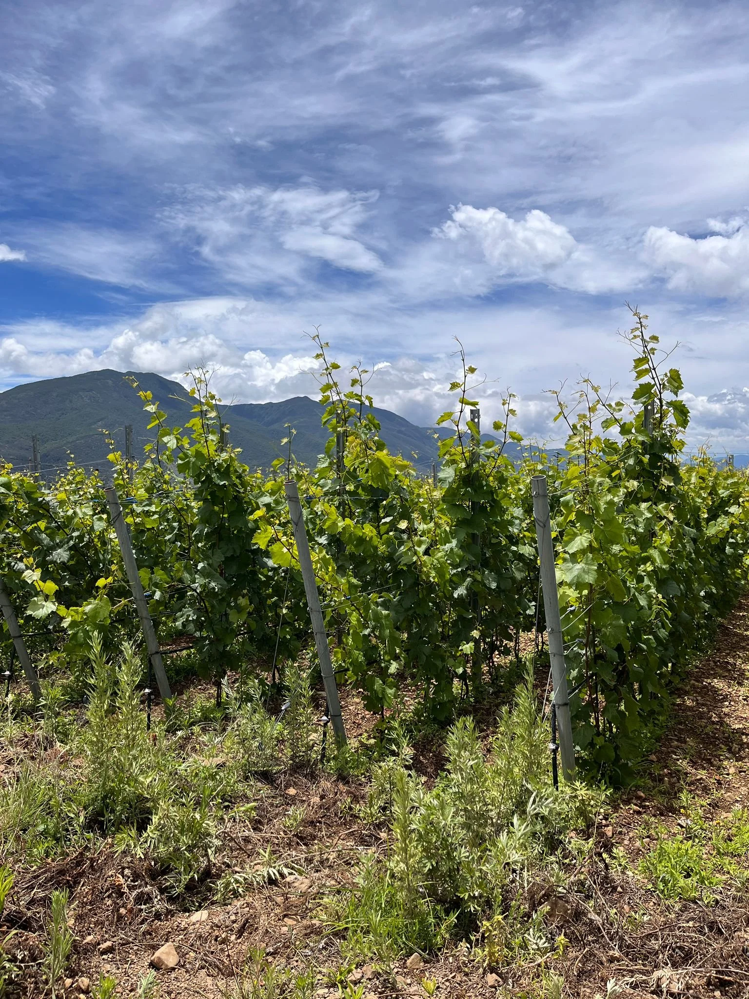 Miaolu_Alex_Xu_grapes_vines2.jpeg