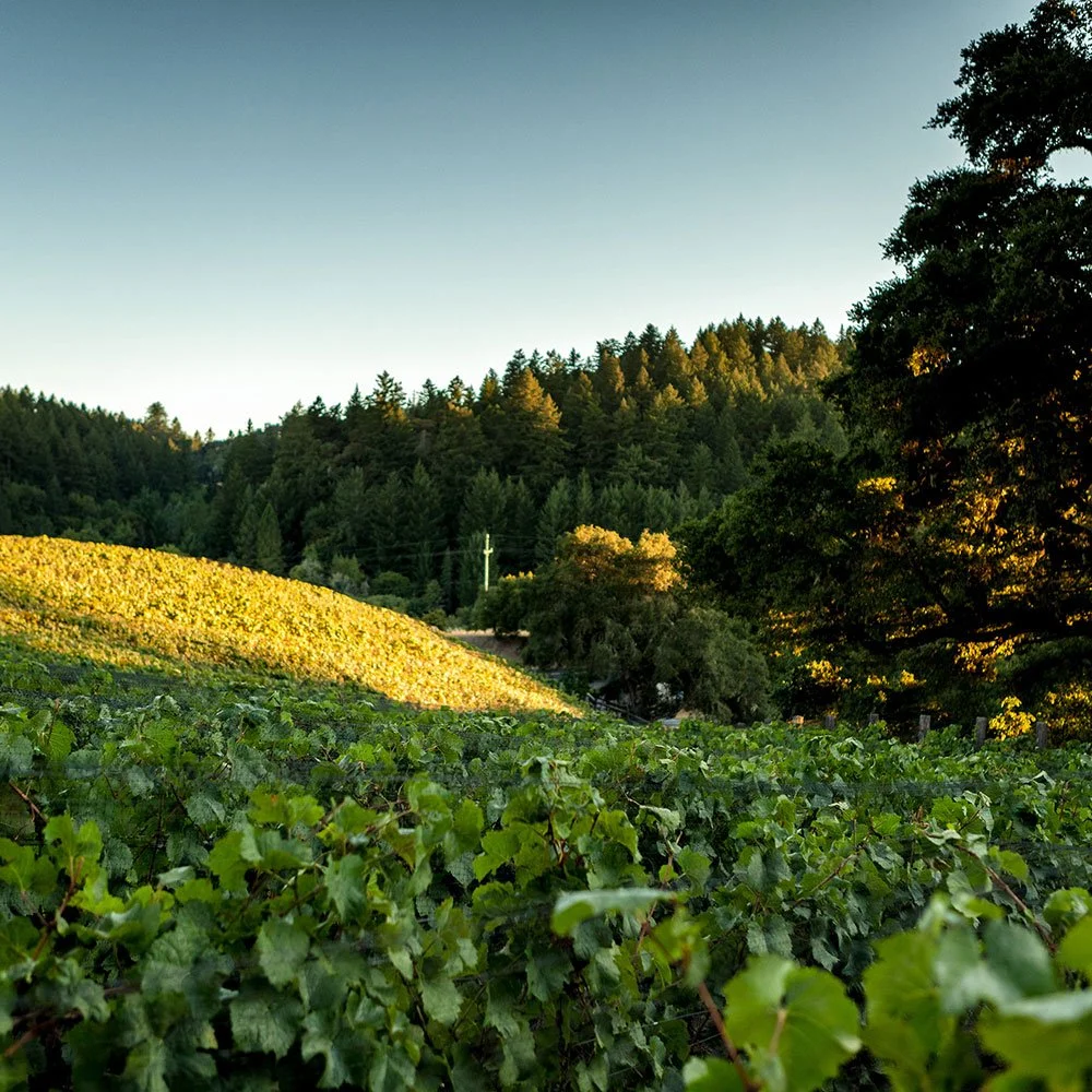 RHYS_Skyline_Vineyard.jpg