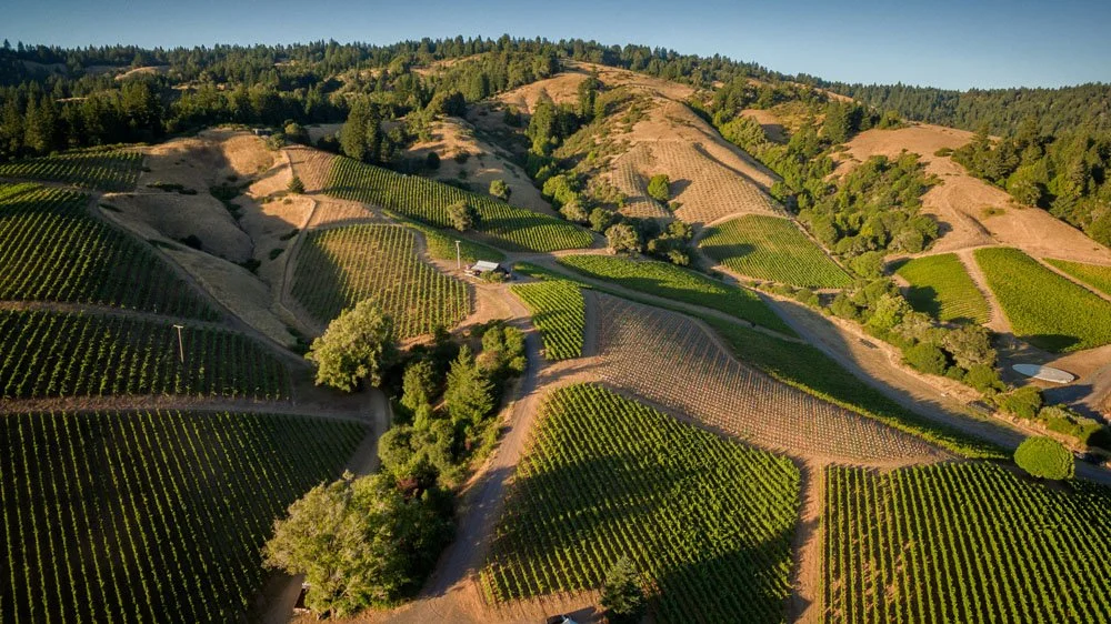 RHYS_Vineyard_santa_cruz.jpg