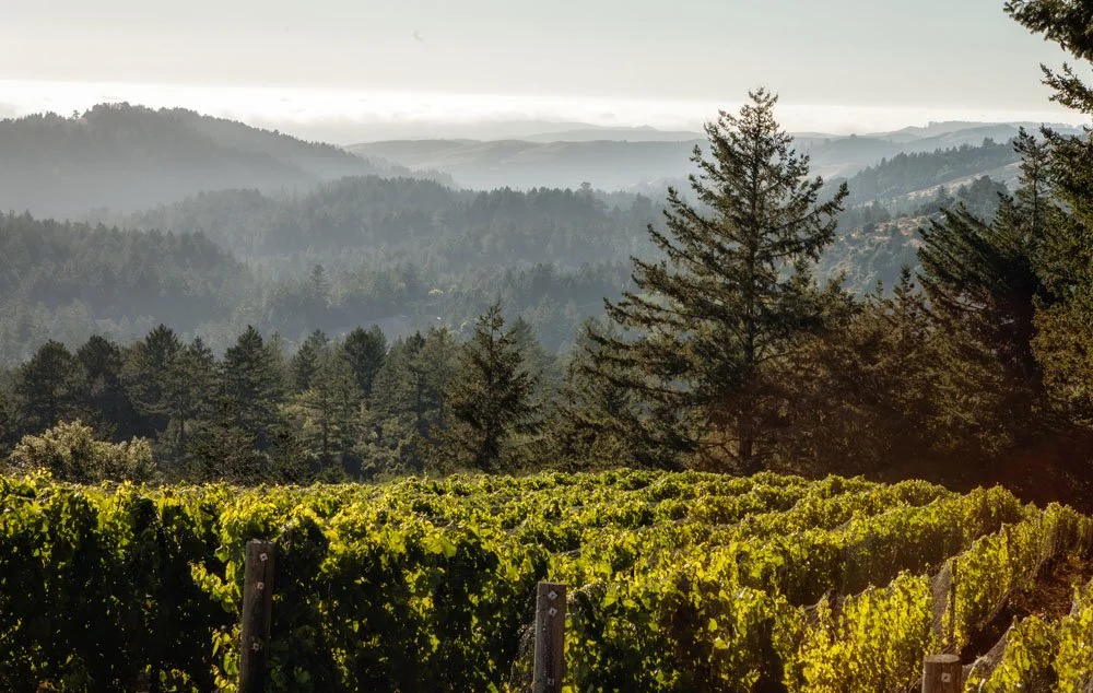 RHYS_Alpine_Vineyard_santa_cruz.jpg