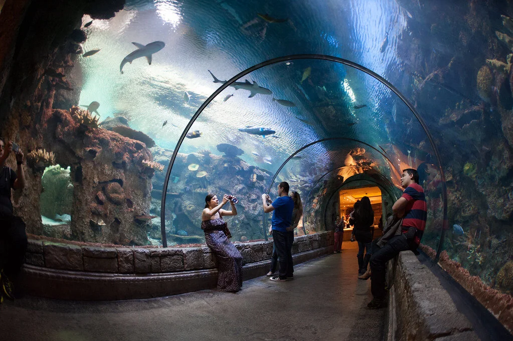 Shark-Reef-Mandalay-Bay.jpg
