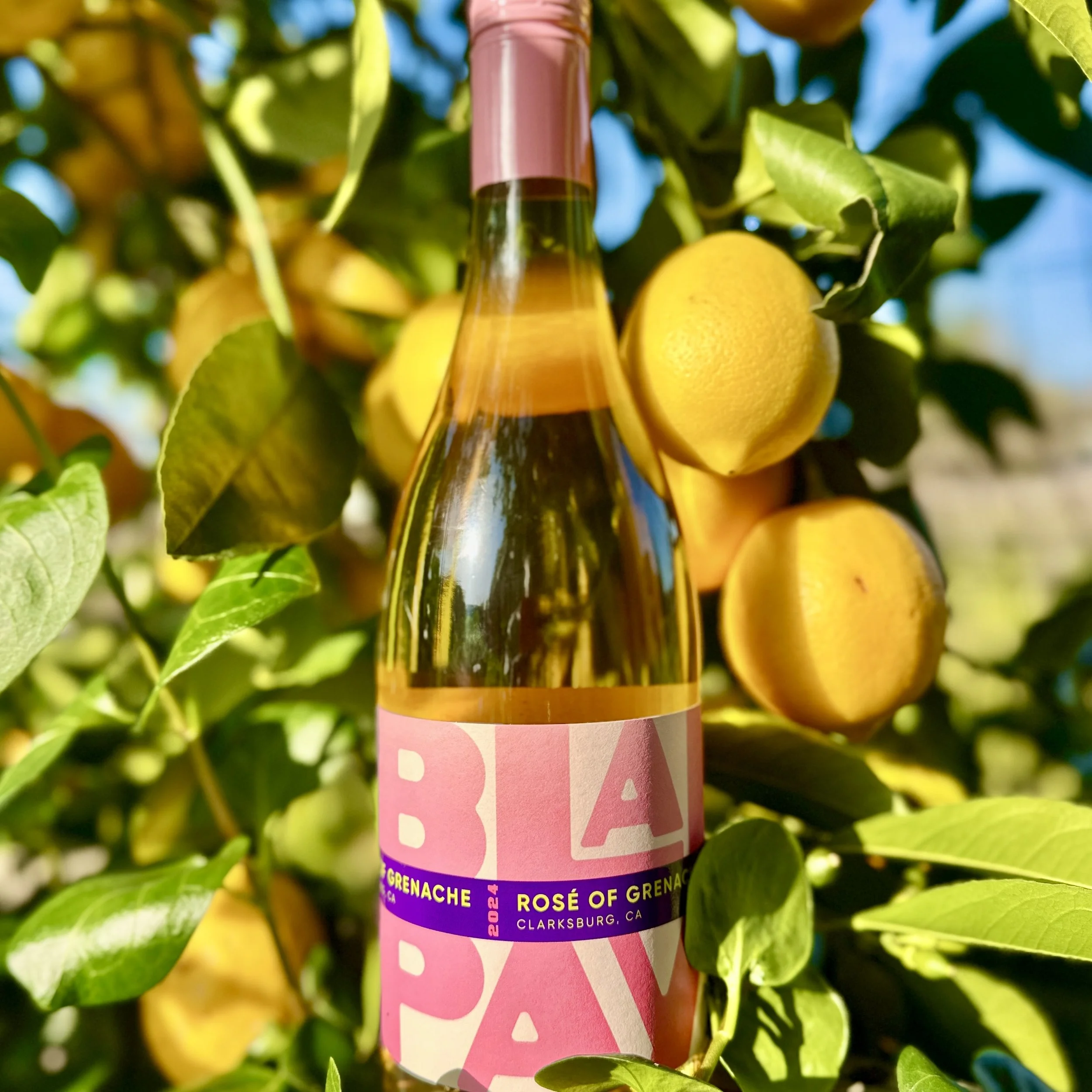 2024 Blaire Payton Rosé of Grenache