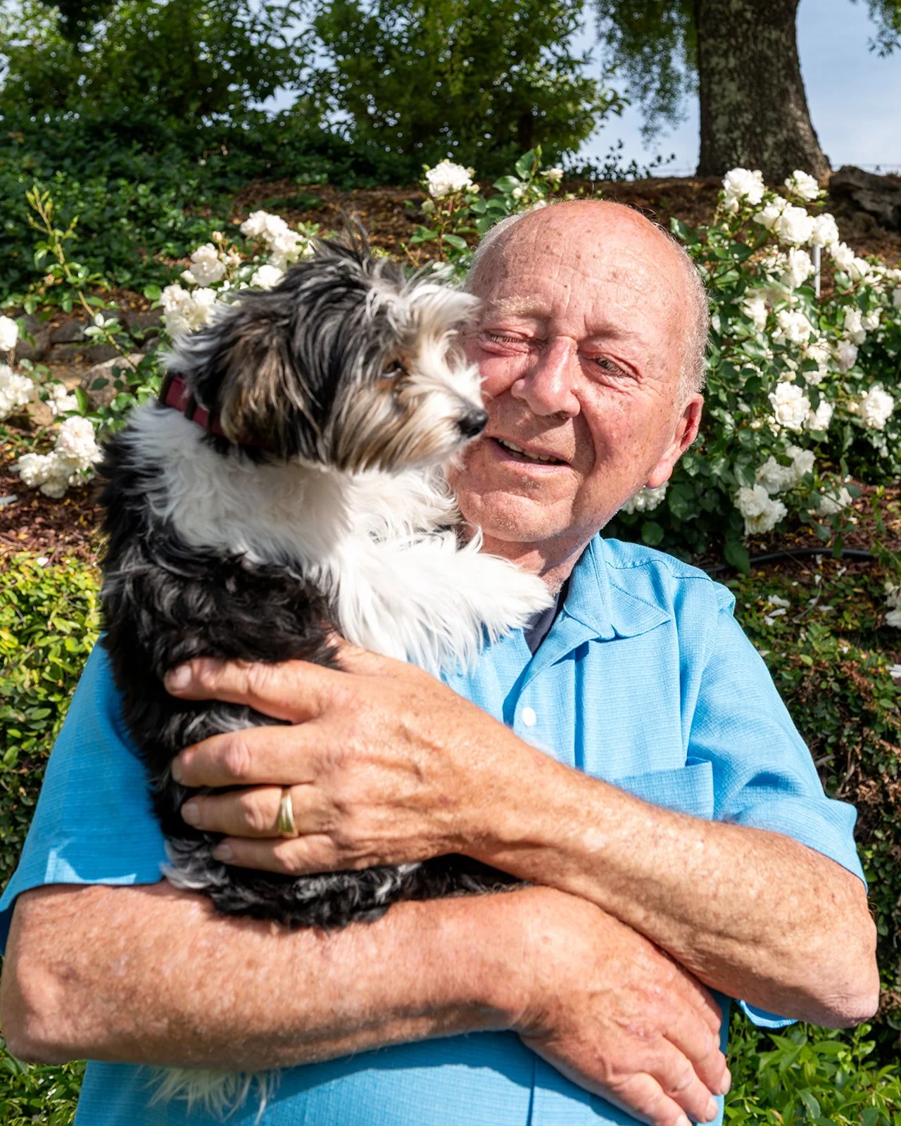 An elderly man in a blue shirt holding and smiling at a small black and white puppy, outdoors in front of white flowering bushes.
