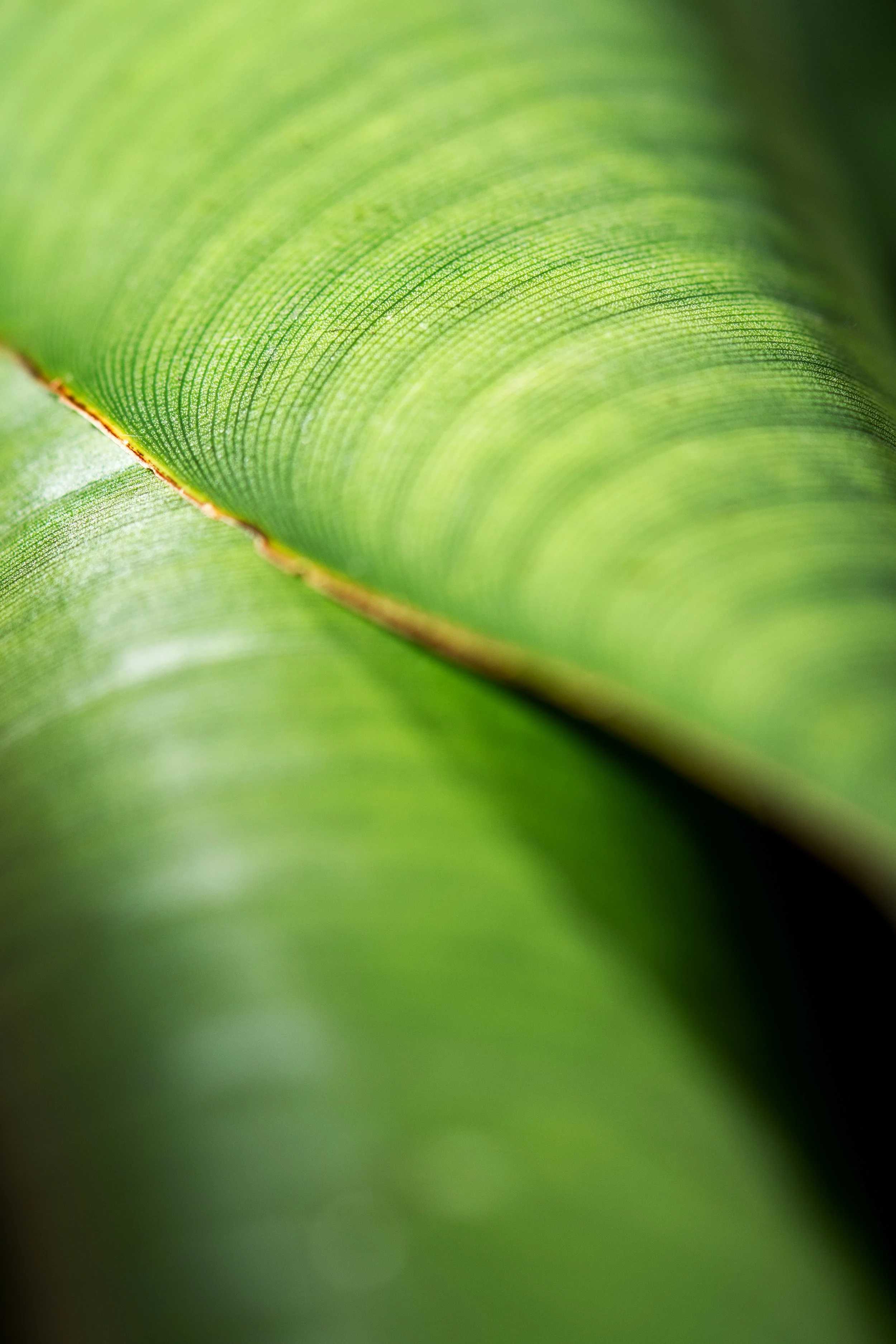 Close-up of a green leaf showing detailed textures and veins.