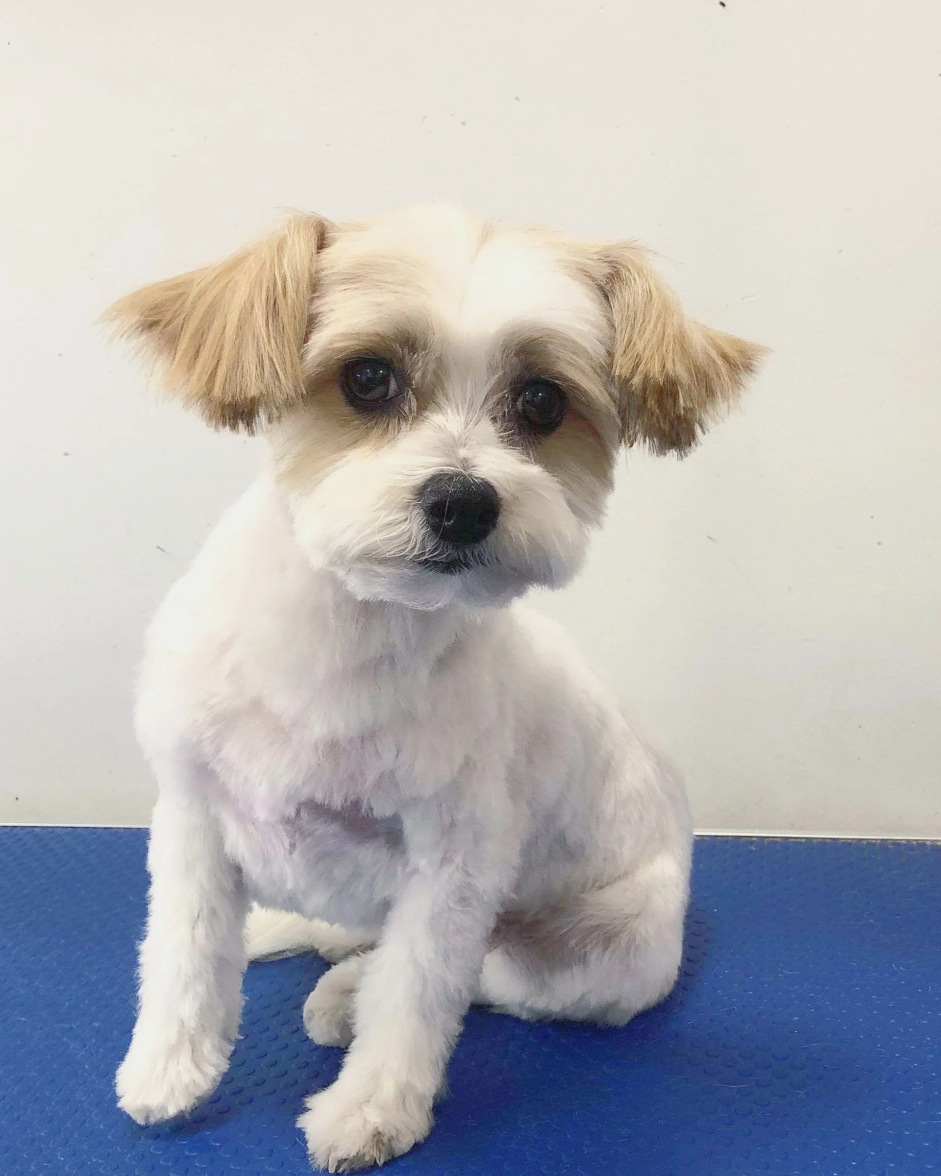 Grooming — Paws & Whiskers