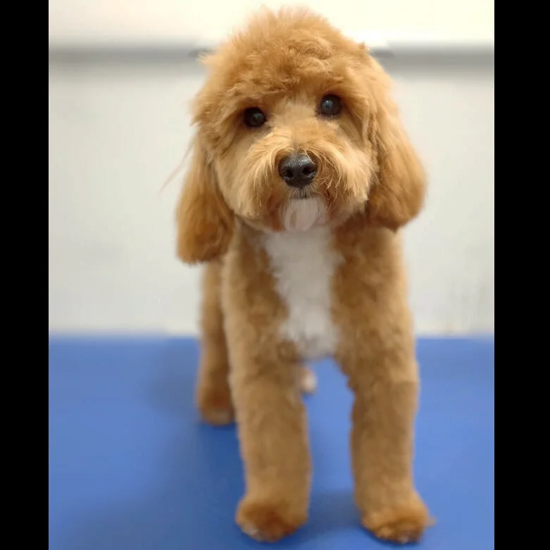 Grooming — Paws & Whiskers