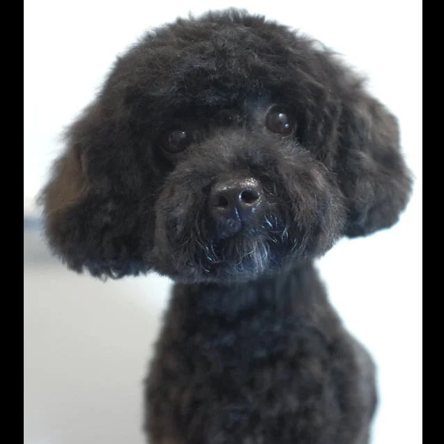 Why Do Groomers Cut Dogs Whiskers