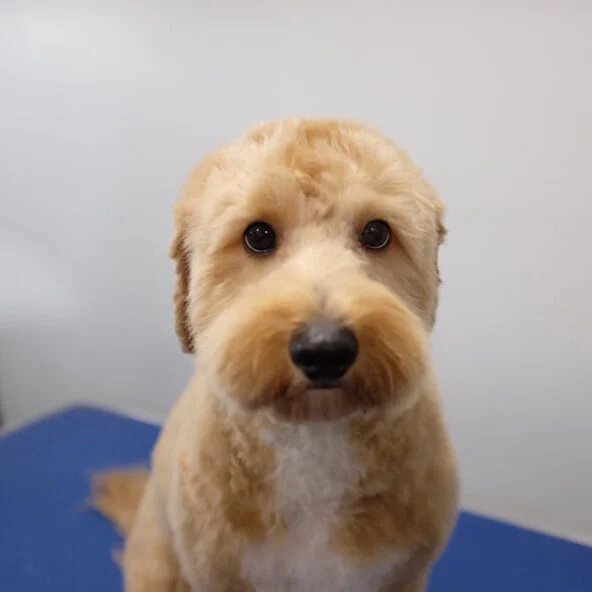 Why Do Groomers Cut Dogs Whiskers