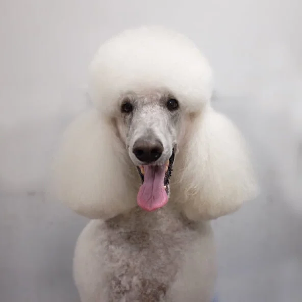 Grooming — Paws & Whiskers