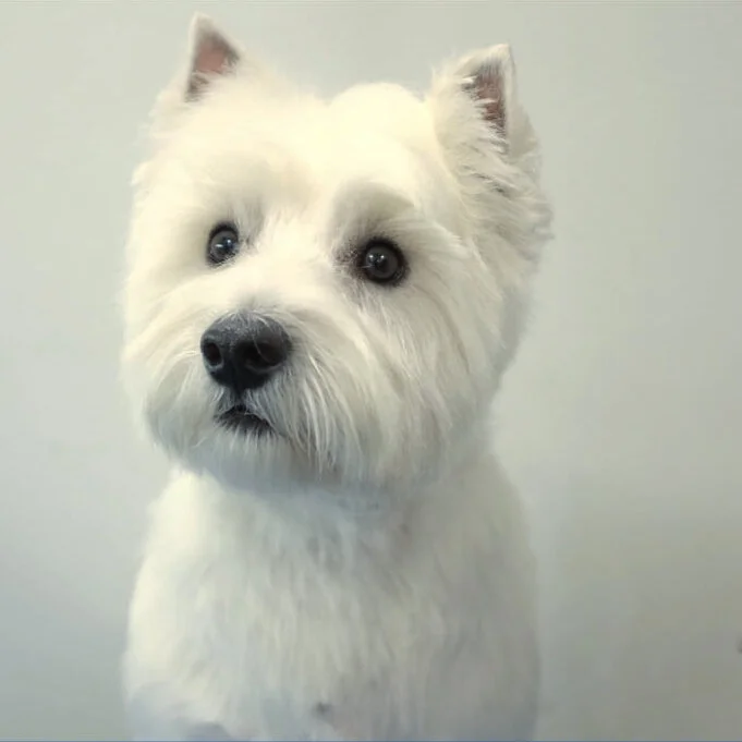 Do Groomers Cut Dogs Whiskers