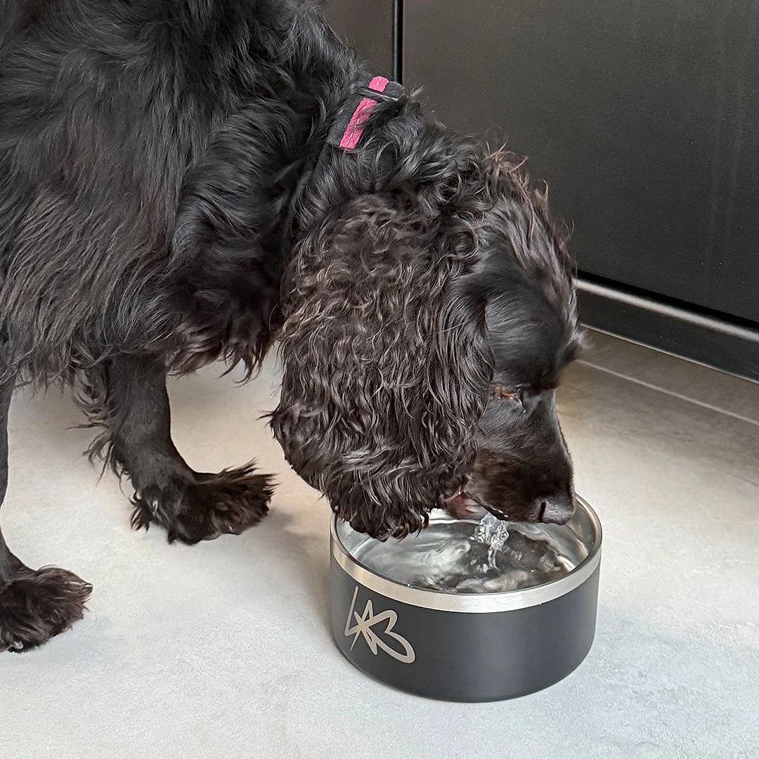 LAB-DOG-BOWL-orla.jpg
