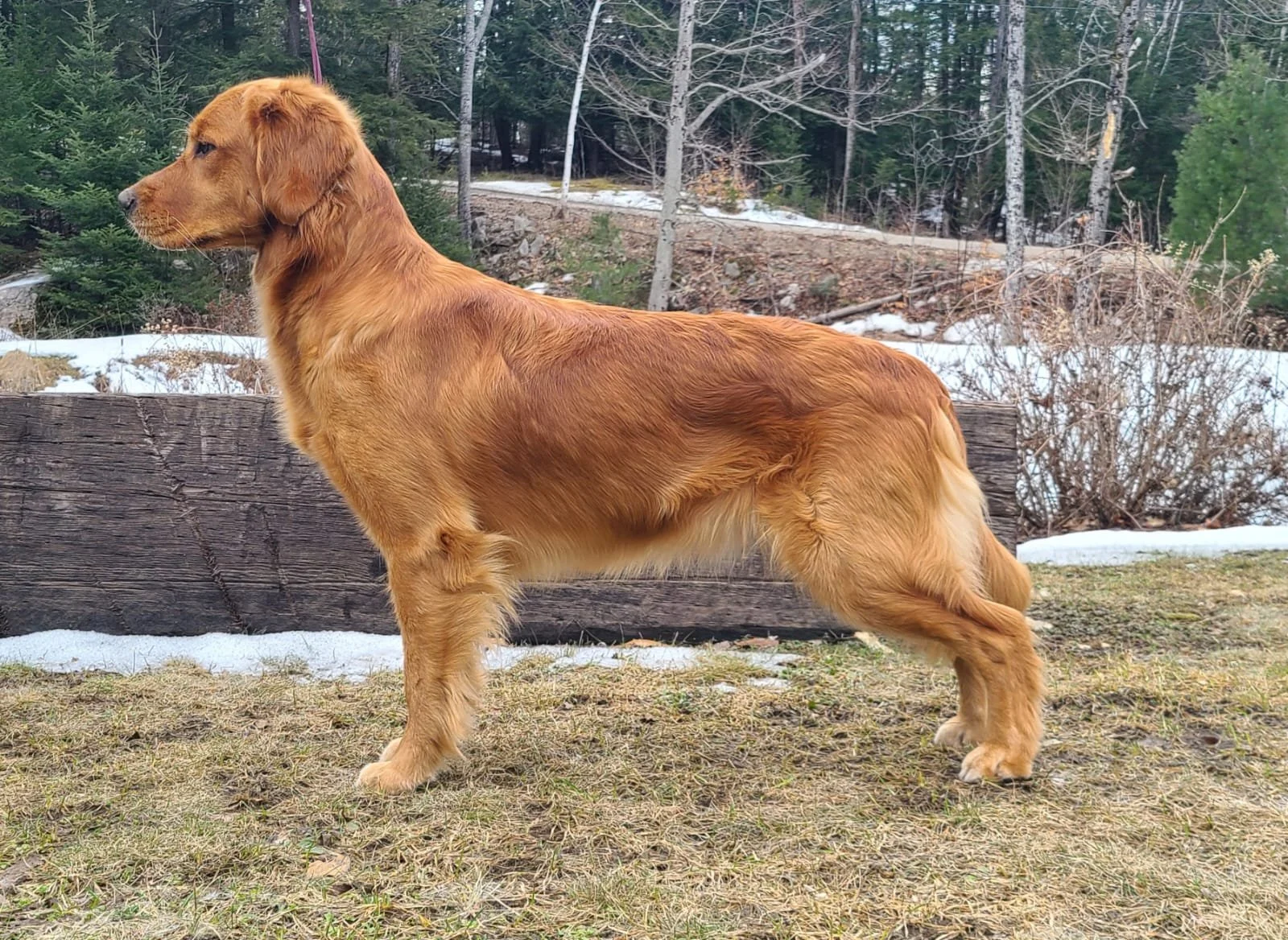 Upcoming Litters — Cedar Grove Farms