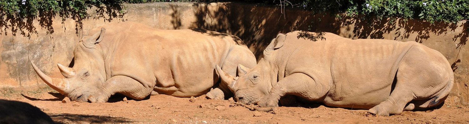 Patrons and Ambassadors — Rhinos' Last Stand