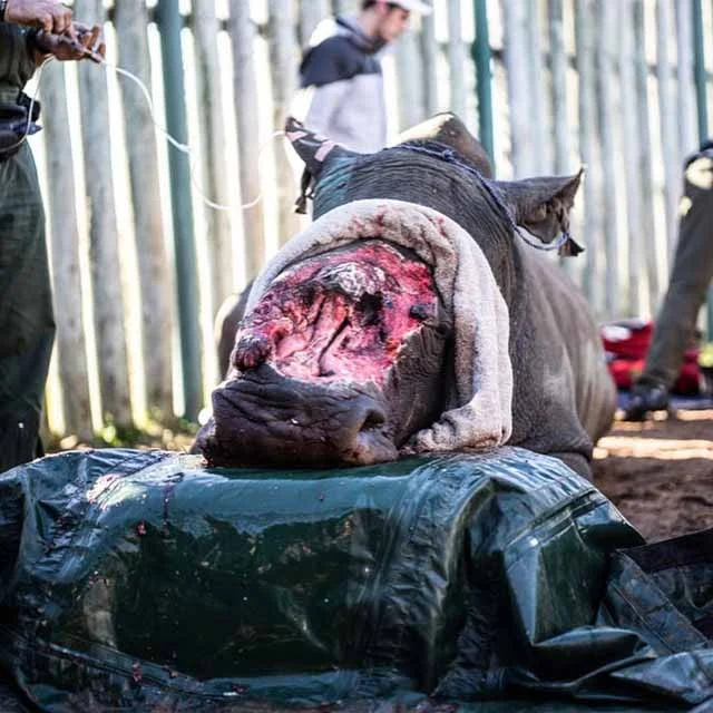 Rhino Attacked and Horn Removed.jpg