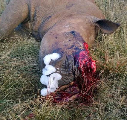 Rhino Missing Half its face - Poachers.jpg