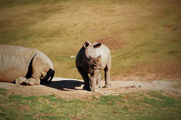 Rhino and Calf