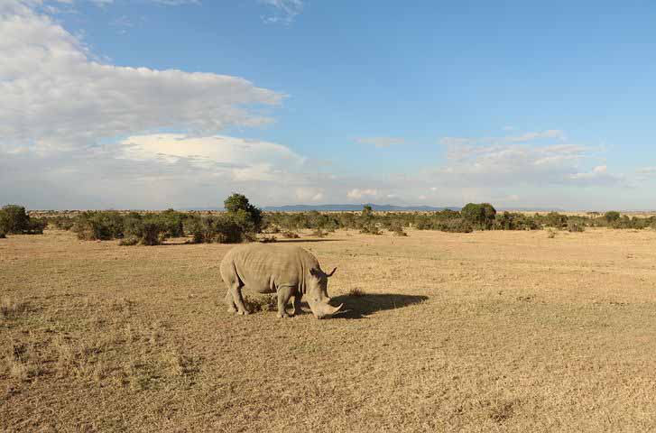 Grazing Rhino