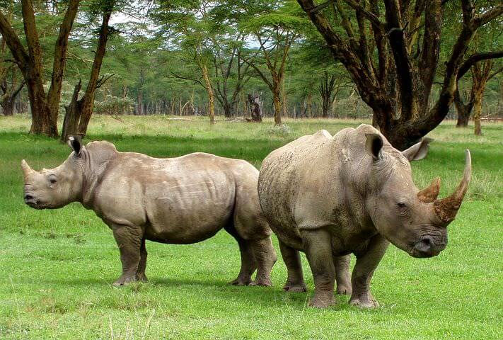 Rhinos' Last Stand