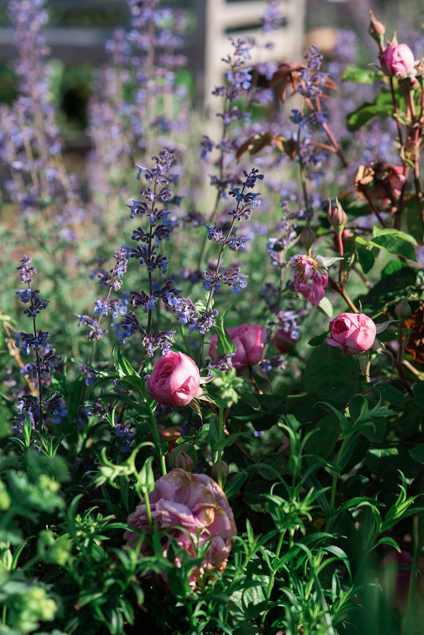 freer-and-fitch-garden-design-pond-house-by-rebecca-lewis-poshyarn-photography-63.jpeg