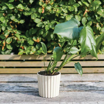 husk small cupcake planter white 2