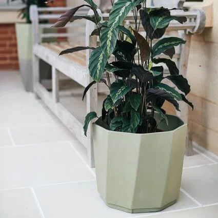 husk alma planter olive split