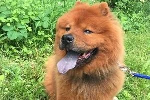 Grizz