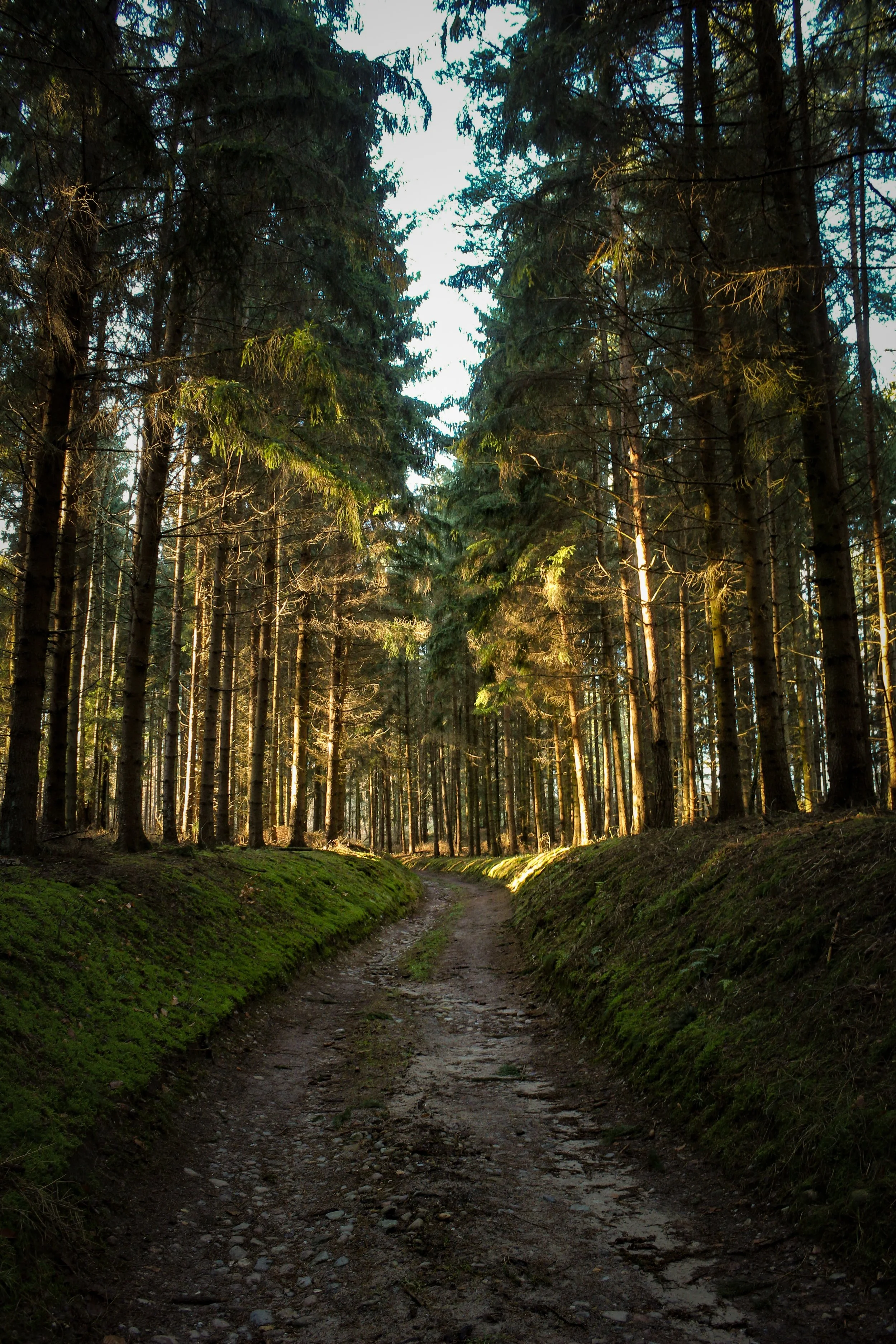 conifer-coniferous-trees-environment-2254030.jpg