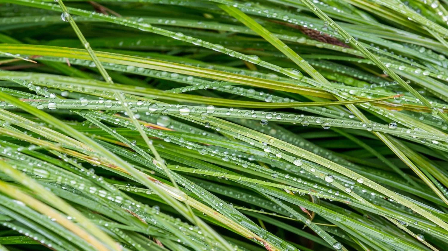 Grass+and+Rain.jpg