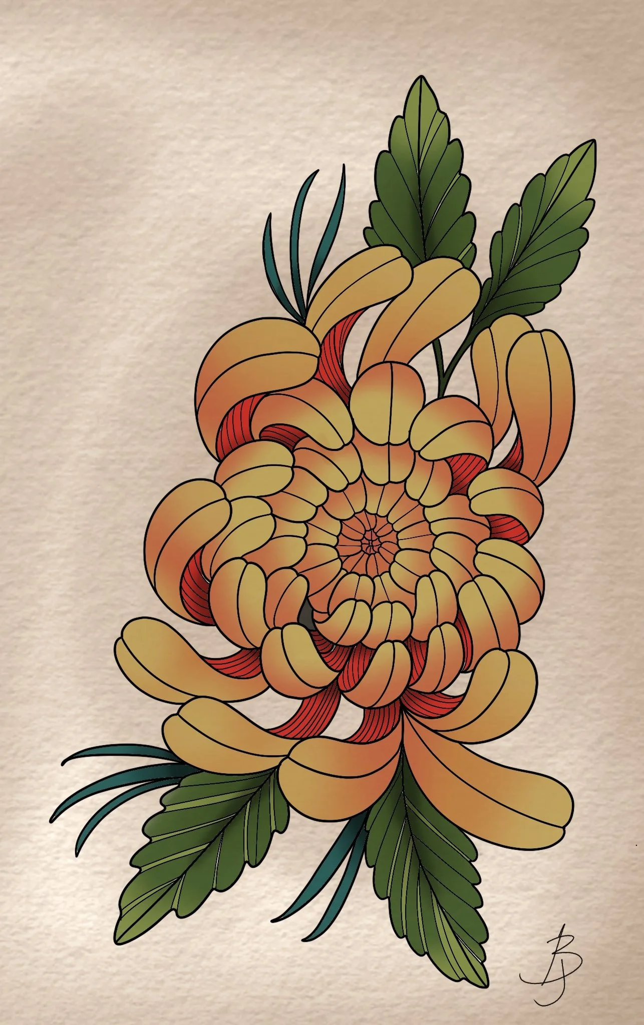 Chrysanthemum  - Color