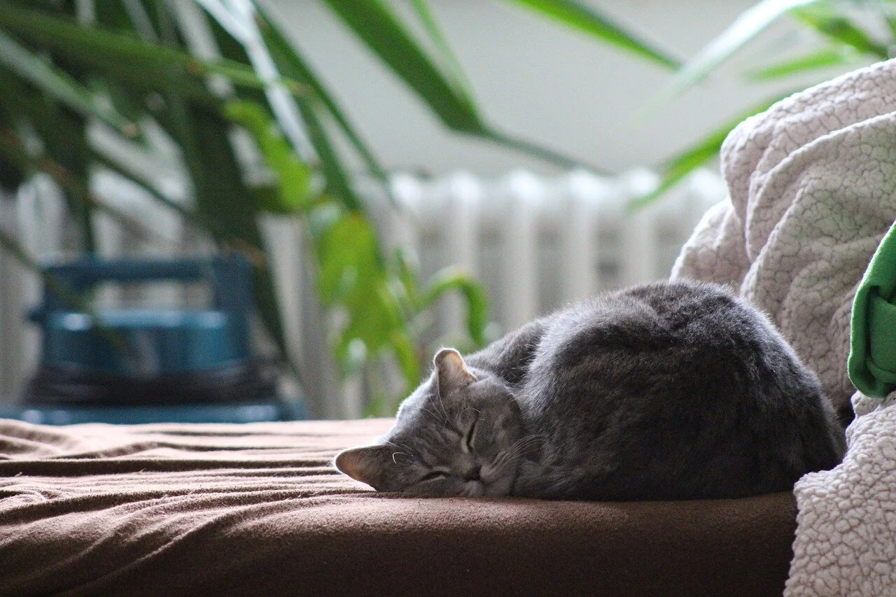 cat-2520988_1280.jpg