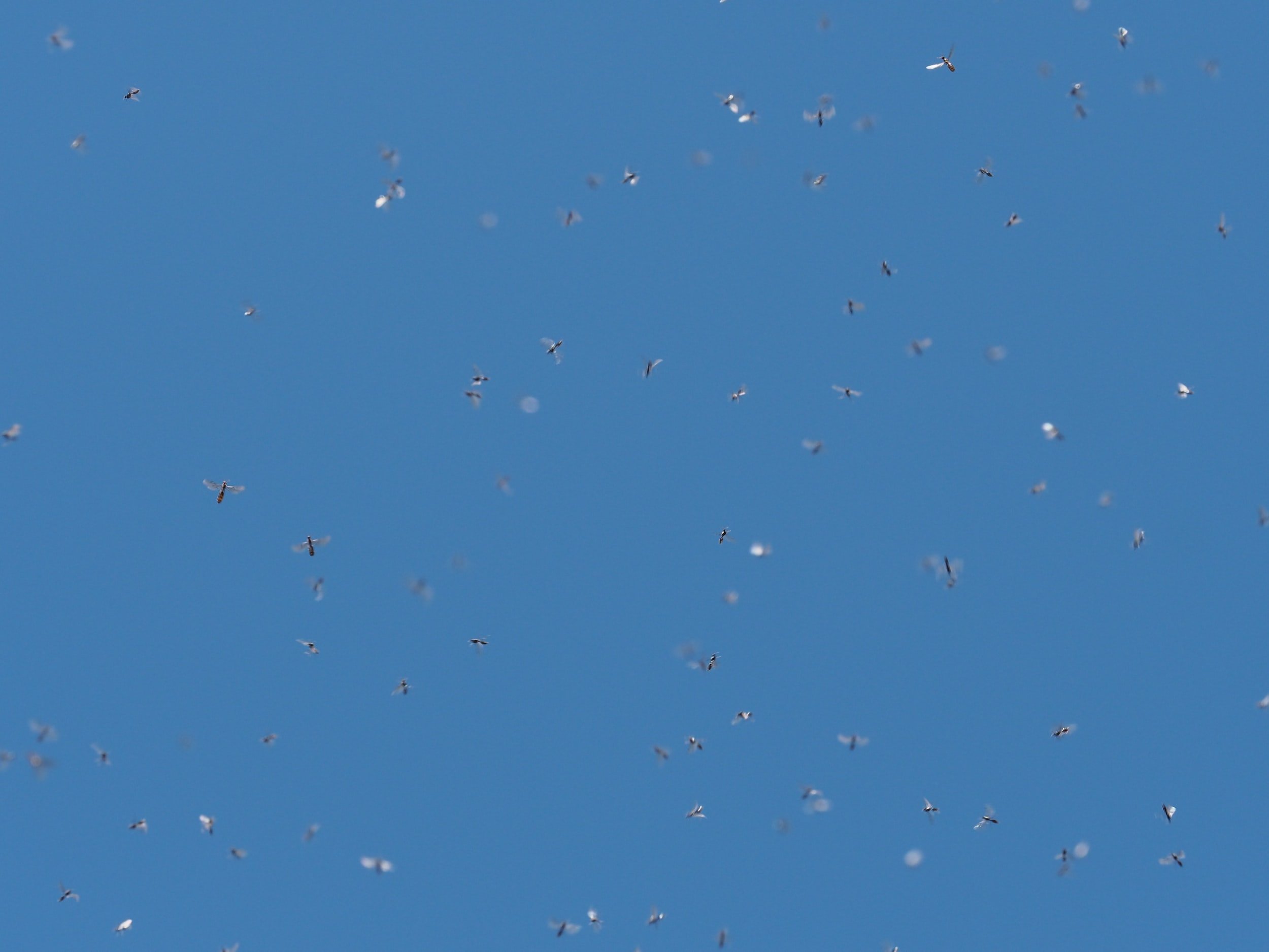 [2021-2] Clase 12: En el enjambre