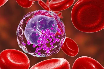 Basophils 784.jpg