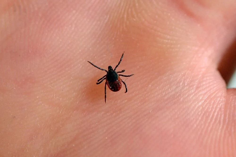 Lyme 4.jpg