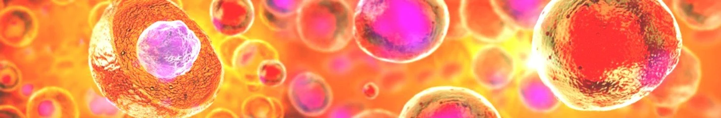 Primary+Cells+Bay+Area.jpg