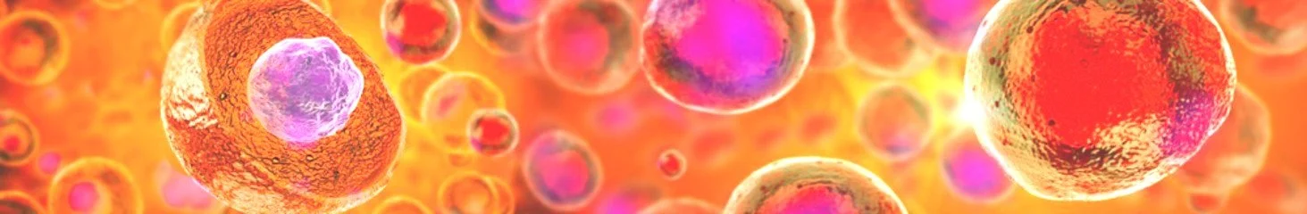 Primary+Cells+Bay+Area.jpg