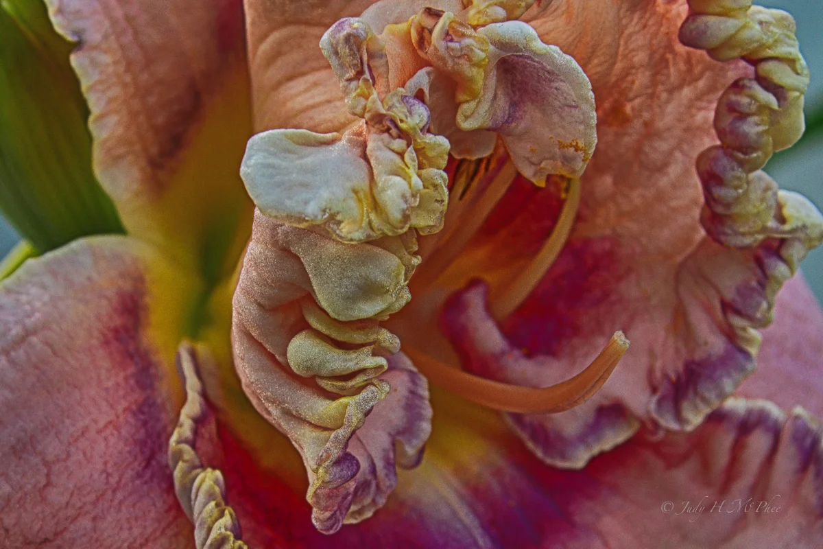 Day Lily Closeup