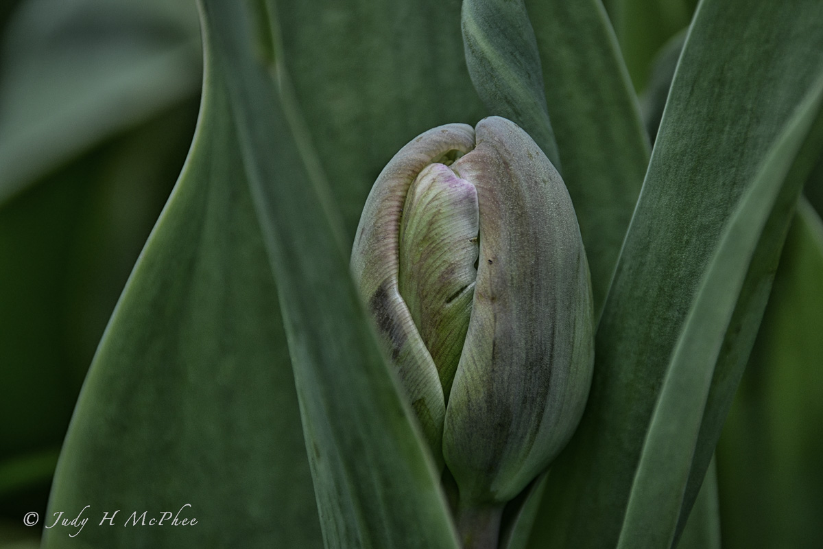 Tulip Bud