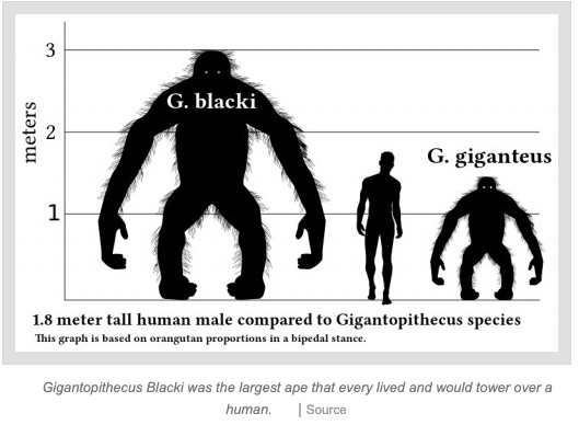 gigantopithecus Blacki jpg.jpg