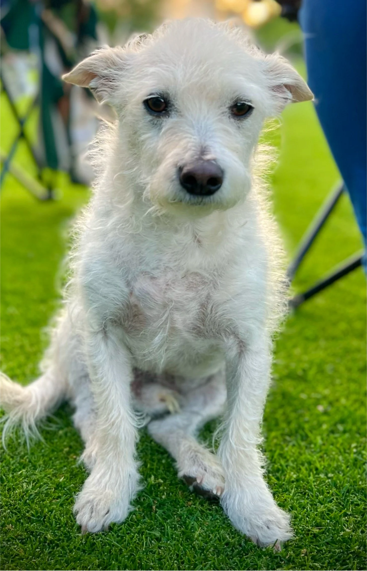 A young, white, scruffy dog sitting on green grass, looking directly at the camera.