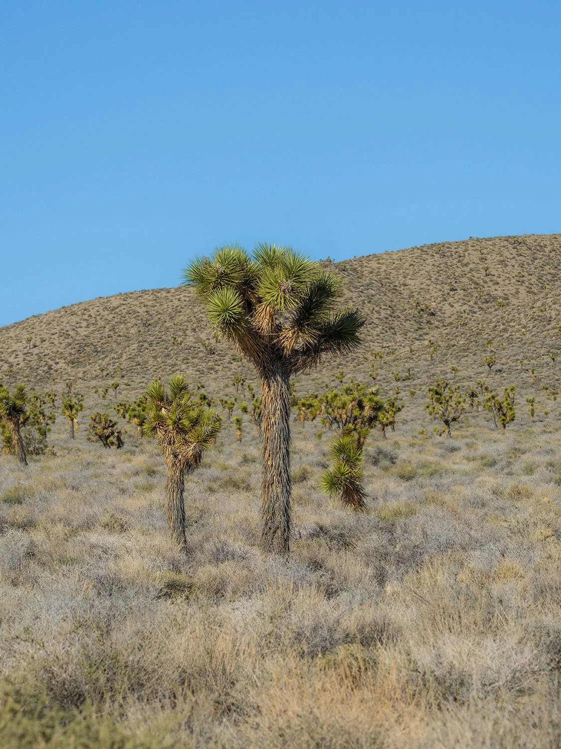 DSCF6378.jpg