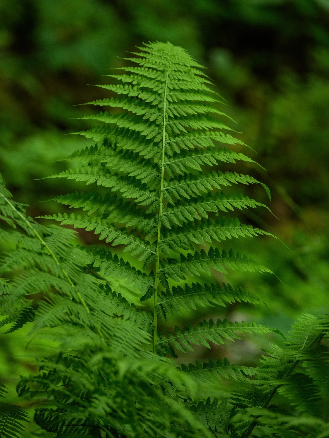 DSCF9696.jpg