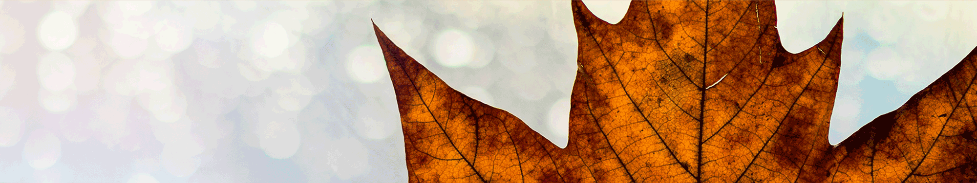 Legal-Website-Banner-2000-2.gif