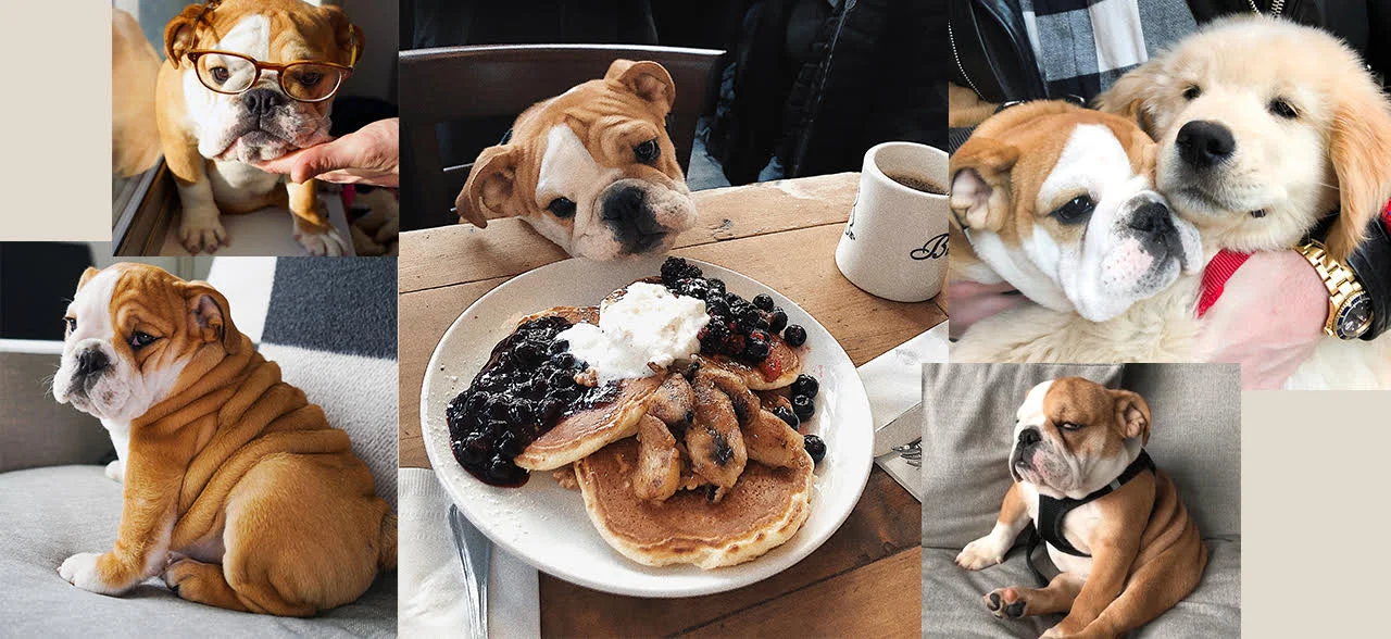 Pepperoni the Bulldog